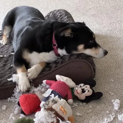 An adult medium-sized female Mixed Breed dog named Athena for adoption in Wheaton, IL