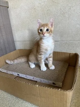 A baby small-sized male Domestic Short Hair cat named Red Lobster Cheddar Bay for adoption in Honolulu, HI