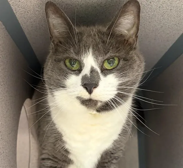 A senior medium-sized female Domestic Short Hair cat named Couy for adoption in Aliquippa, PA