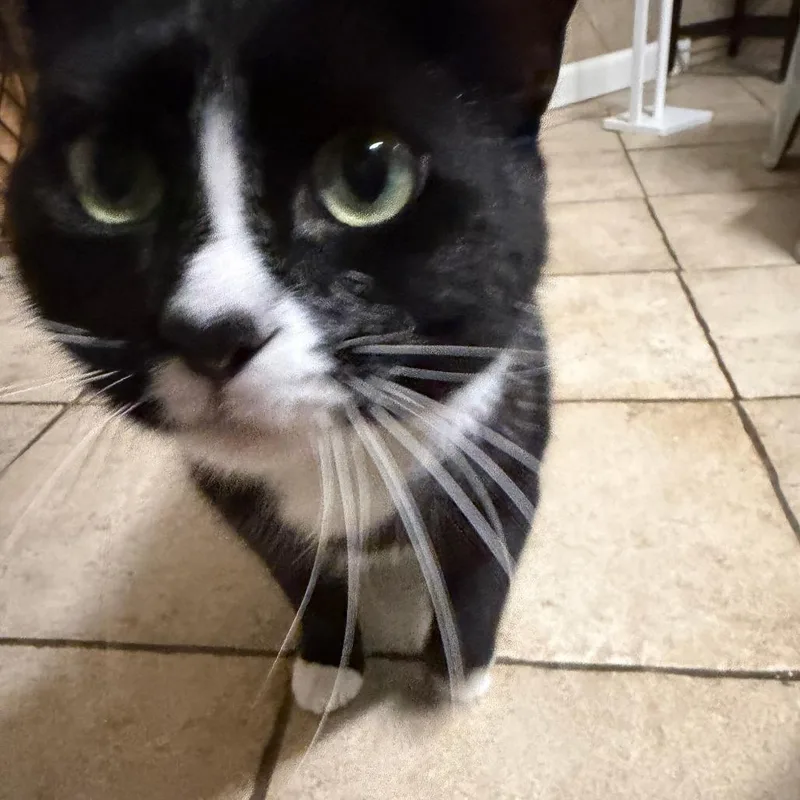A young medium-sized female Black Domestic Short Hair cat named Matilda for adoption in Downers Grove, IL