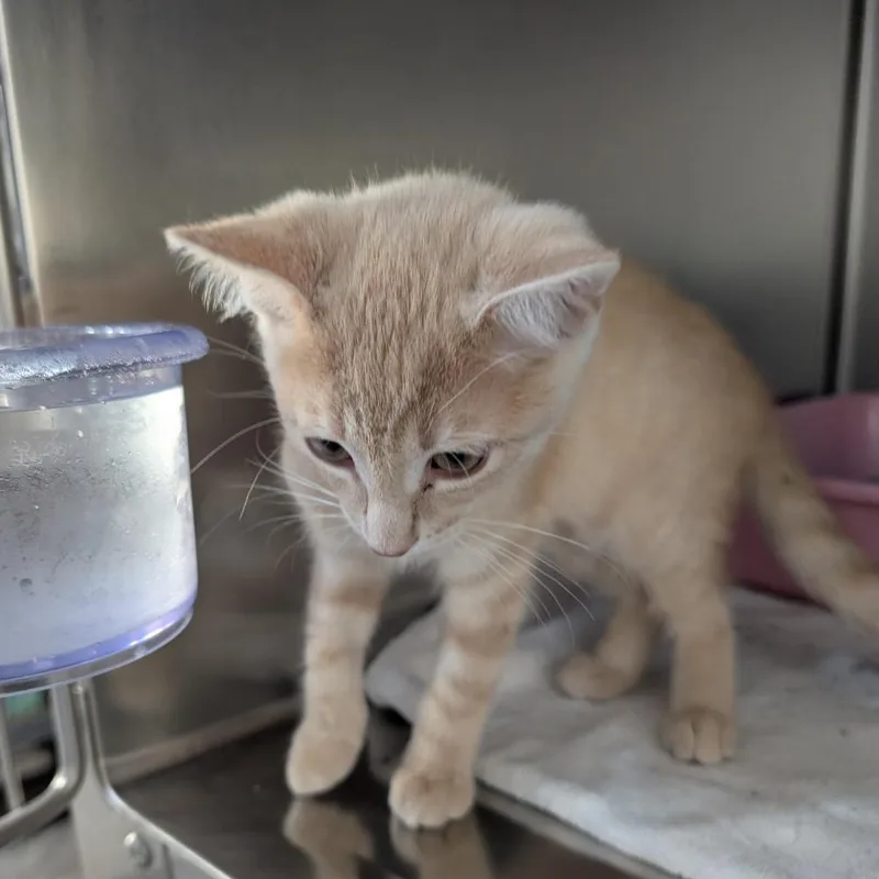 A baby small-sized male Buff / Tan / Fawn Domestic Short Hair cat named Cucumber for adoption in Reisterstown, MD