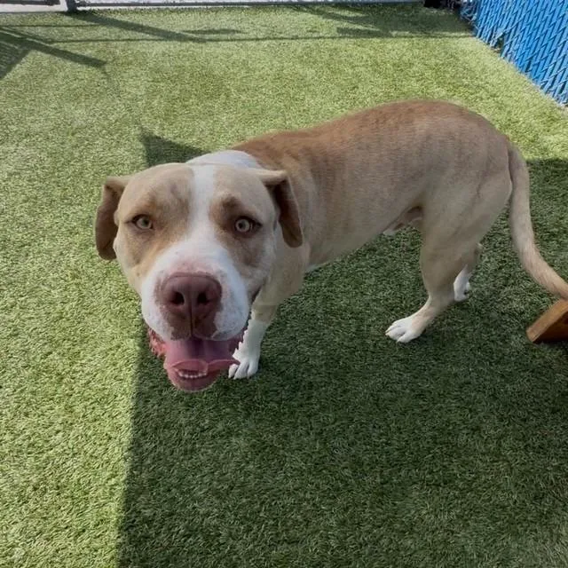 An adult large-sized male Yellow / Tan / Blond / Fawn Pit Bull Terrier dog named Thunder for adoption in Hawthorne, CA