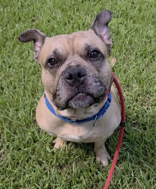 A young large-sized male American Staffordshire Terrier dog named Levi for adoption in Fort Lauderdale, FL