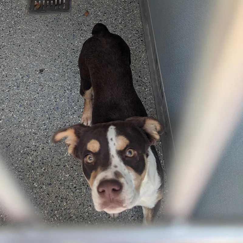 A young medium-sized female Brown / Chocolate Mixed Breed dog named June for adoption in Charlottesville, VA