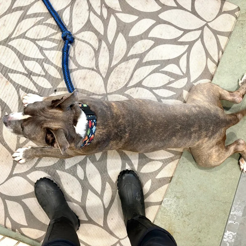 Rollie Pollie thumbnail 2