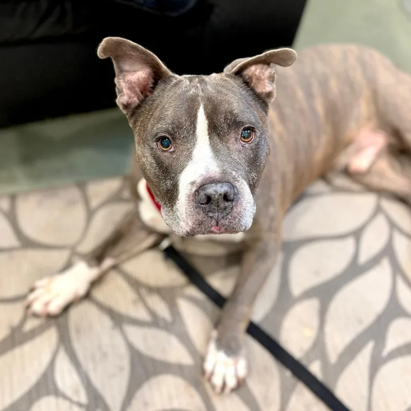 Rollie Pollie thumbnail 3