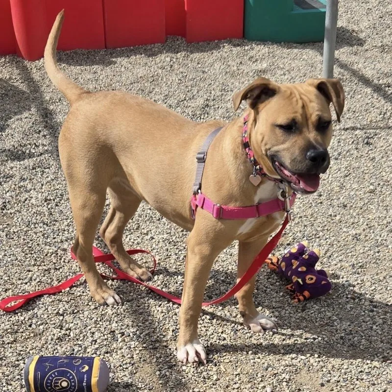 A young medium-sized female Brown / Chocolate Mixed Breed dog named Ayla for adoption in Waukesha, WI