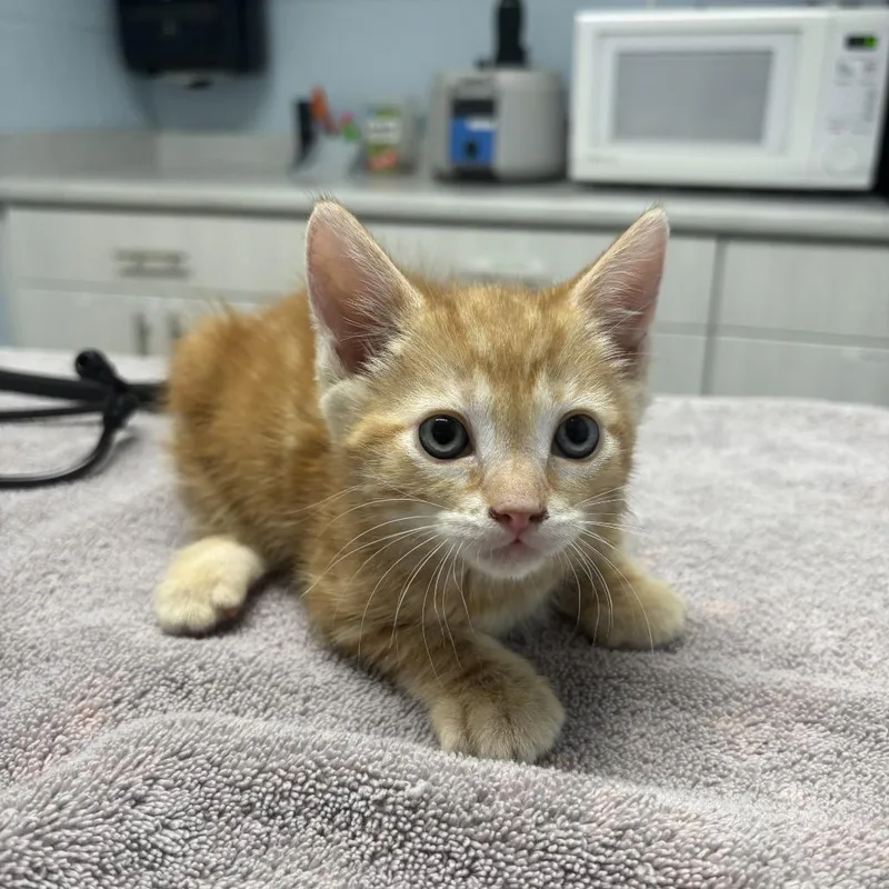 A baby small-sized male Orange / Red Domestic Short Hair cat named Guava for adoption in Riverside, CA