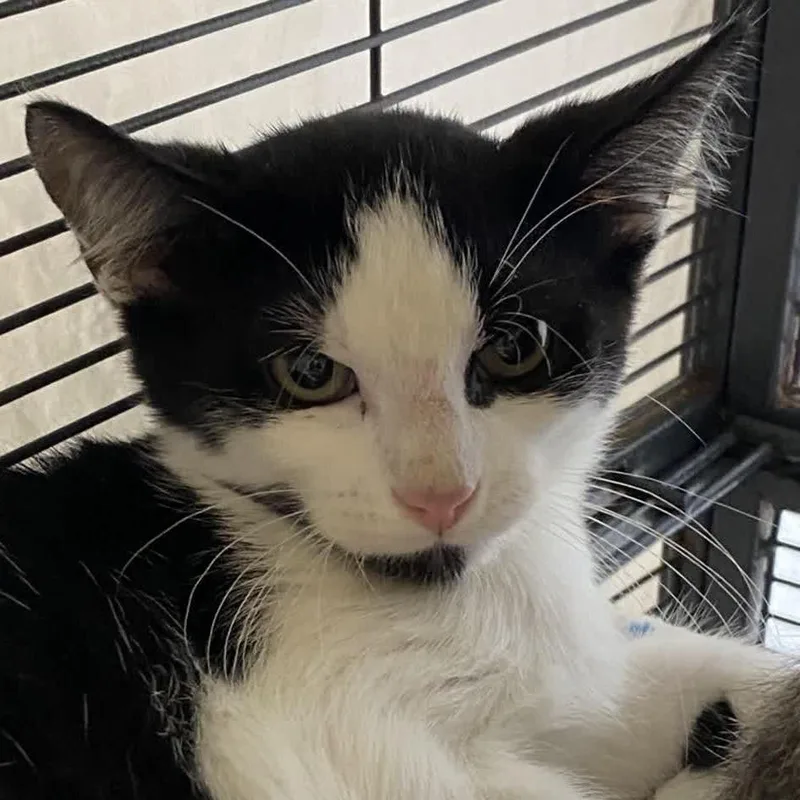 A baby small-sized female Black Domestic Short Hair cat named Danial for adoption in Norfolk, NE
