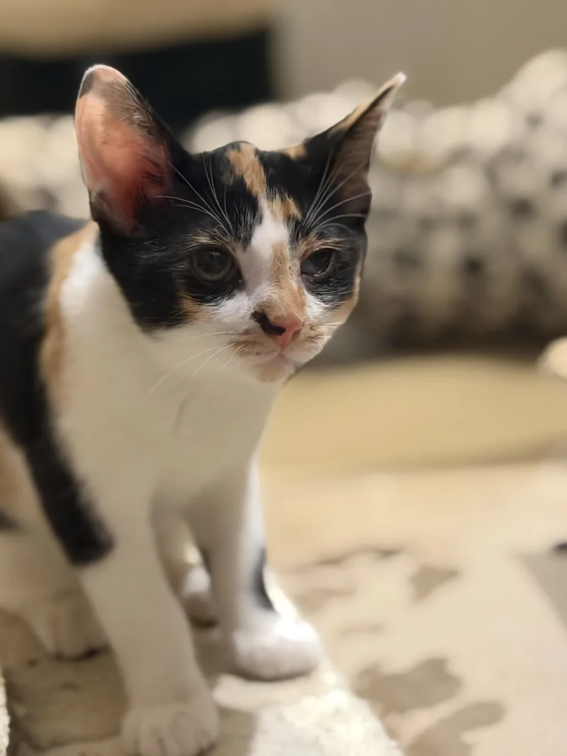 A baby medium-sized female Calico Domestic Short Hair cat named Treasure for adoption in Oceanside, CA