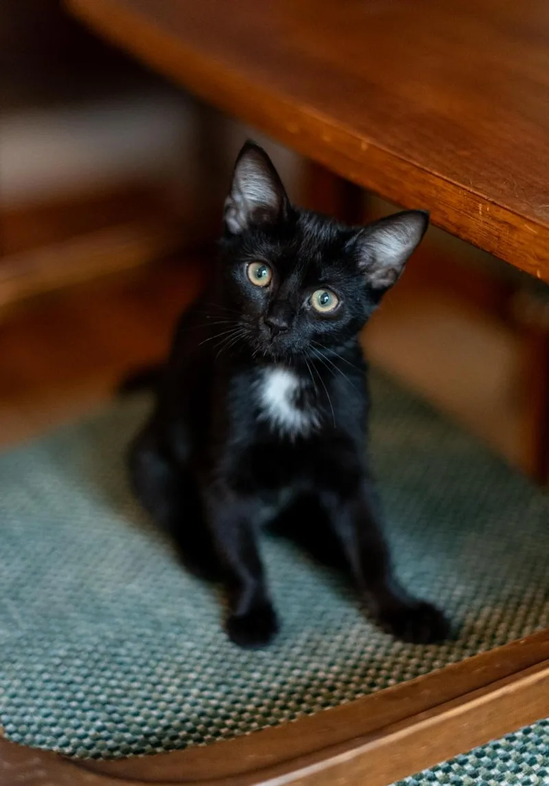 A baby medium-sized female Black & White / Tuxedo Domestic Short Hair cat named Cher for adoption in Richmond, VA