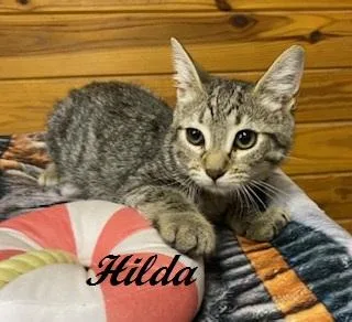 Hilda