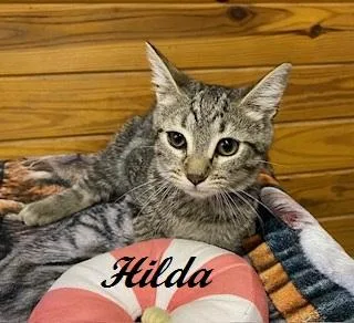 Hilda thumbnail 3