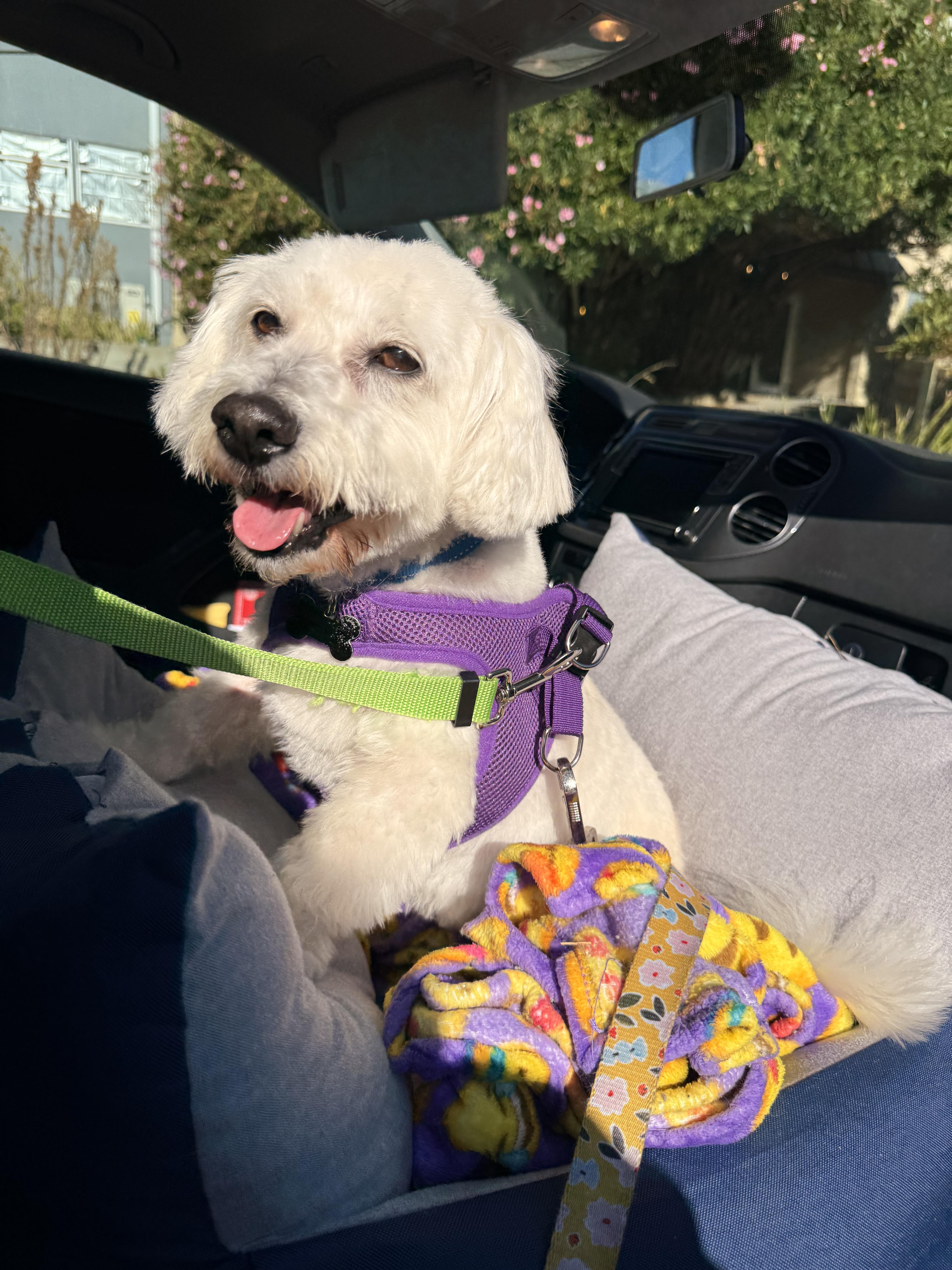 An adult small-sized male Maltipoo dog named Loveable and Lively Levi for adoption in Carlsbad, CA