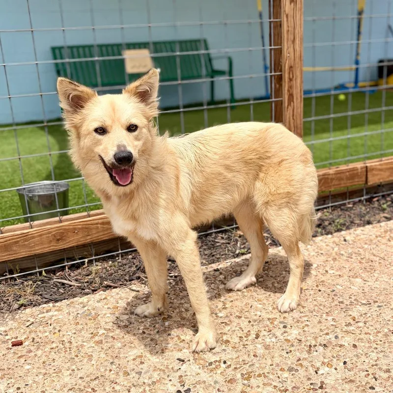 A young medium-sized female White / Cream Husky dog named Bombona for adoption in Bastrop, TX