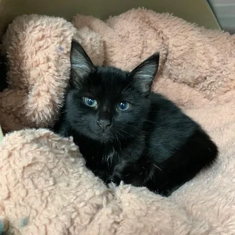 A baby small-sized female Black Domestic Short Hair cat named NCI Joplin for adoption in Port Washington, NY