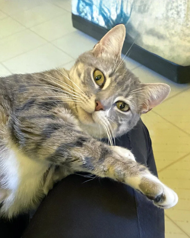 An adult medium-sized female Tabby cat named Amara for adoption in Alameda, CA