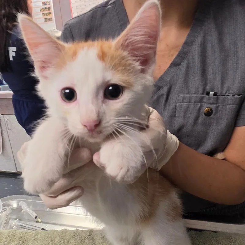 A baby small-sized male White Domestic Medium Hair cat named Chester for adoption in Newark, NJ