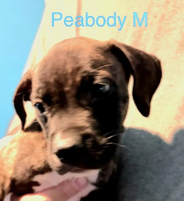 A baby medium-sized male Mixed Breed dog named Peabody for adoption in Parma, OH