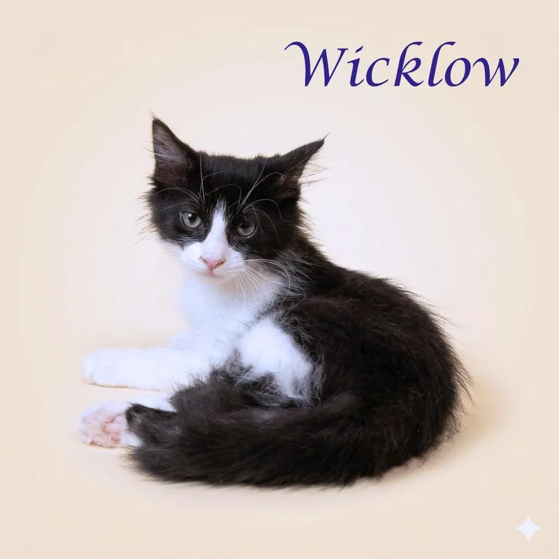Wicklow C thumbnail 2