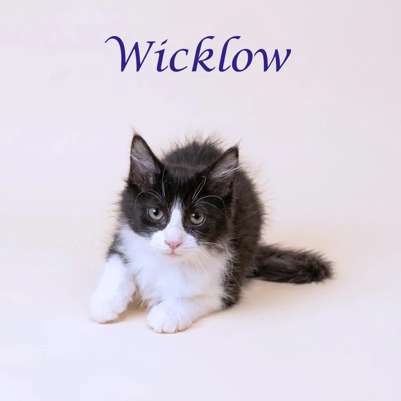 Wicklow C thumbnail 3