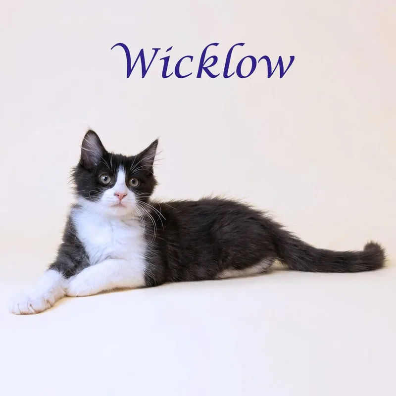 Wicklow C thumbnail 4