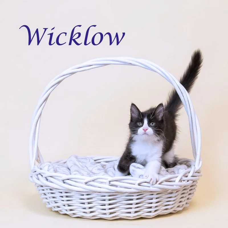 Wicklow C thumbnail 5