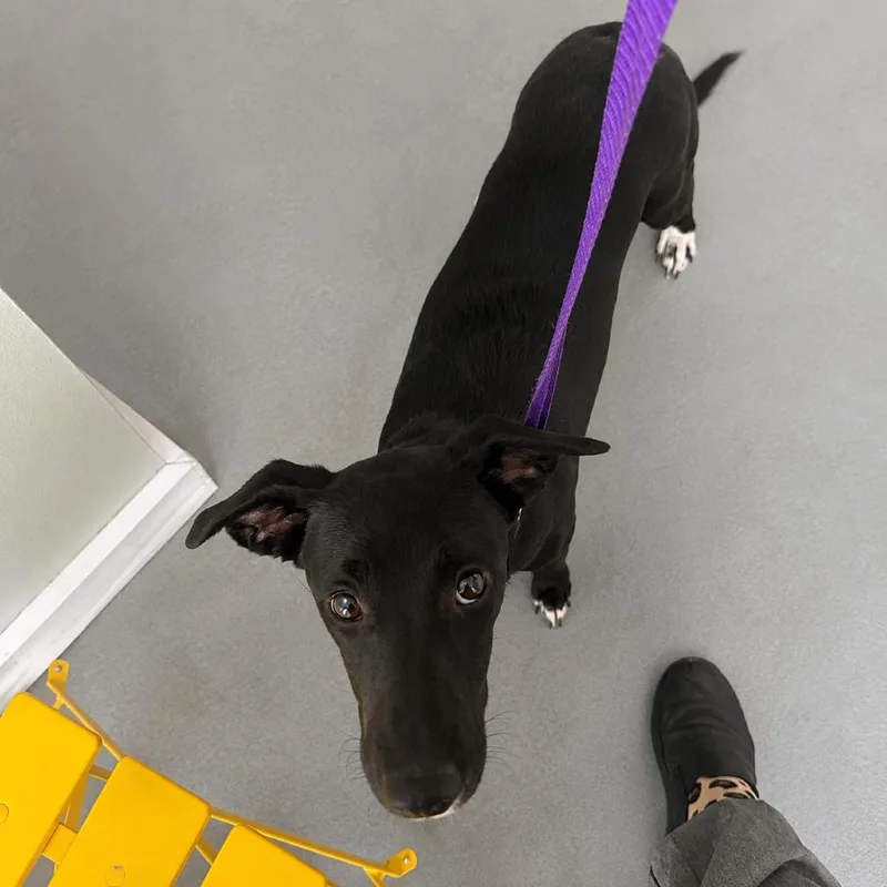 A young small-sized female Black Whippet dog named Mama Pup: Lola for adoption in Falls Church, VA
