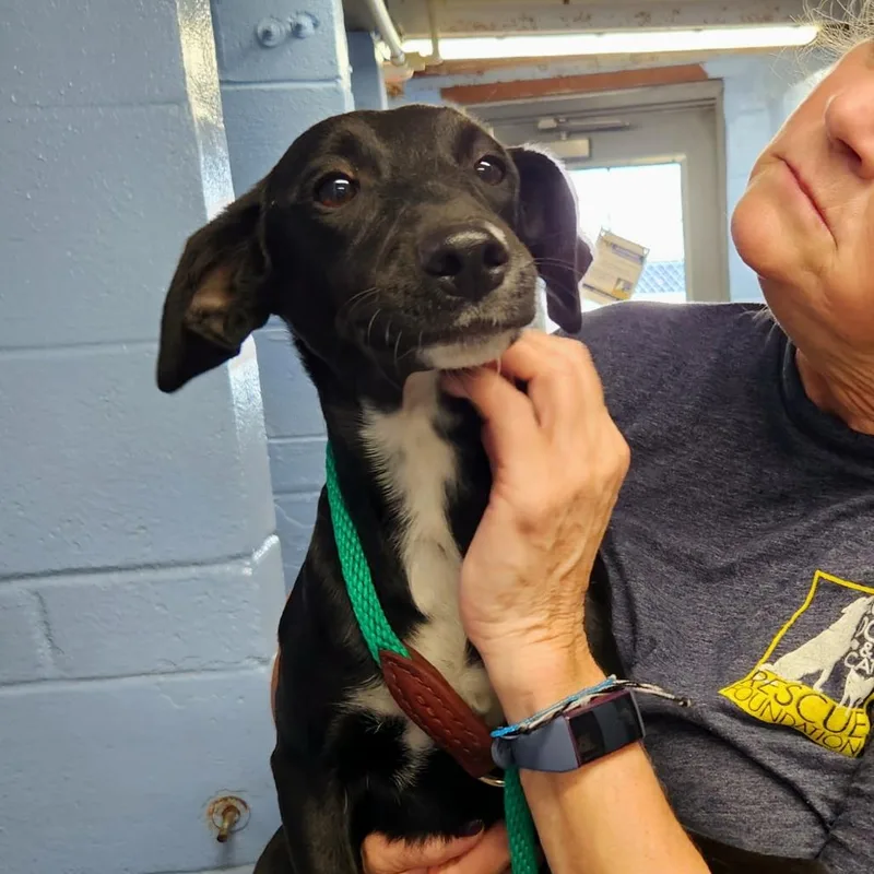Mama Pup: Lola thumbnail 3