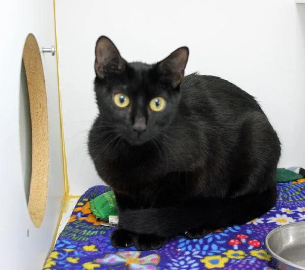 A young medium-sized female Black Domestic Short Hair cat named Ghostly for adoption in Mansfield, MA