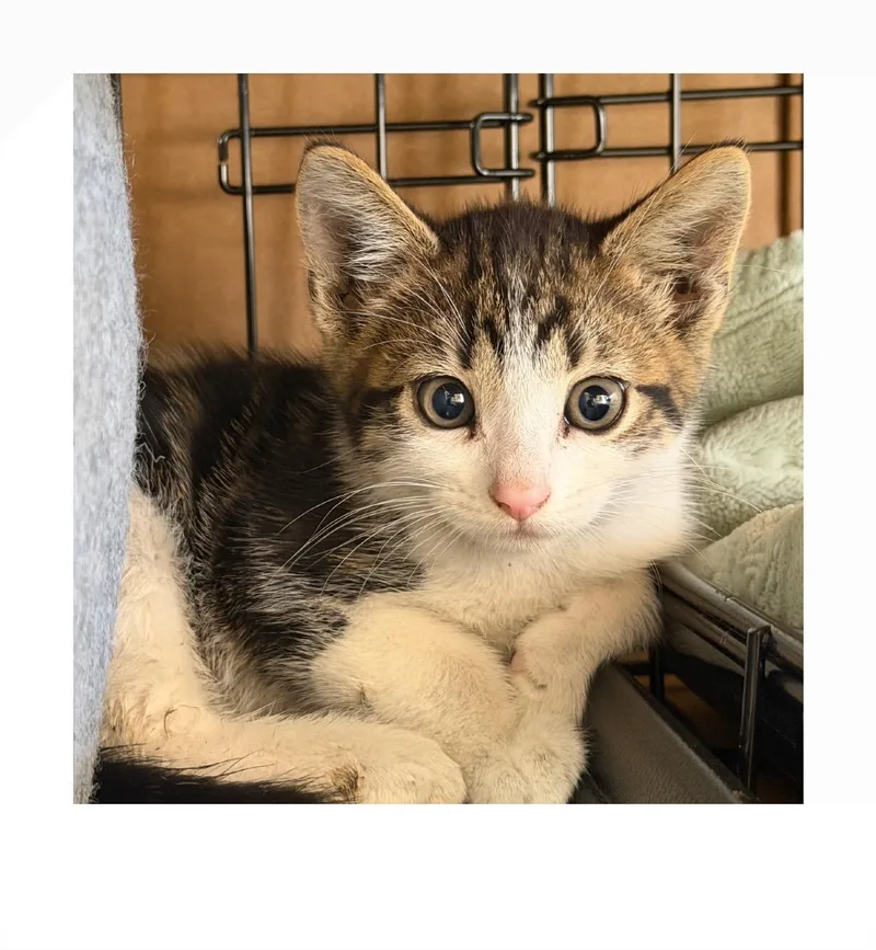 A baby small-sized male White Domestic Short Hair cat named Maverick for adoption in San Pedro, CA