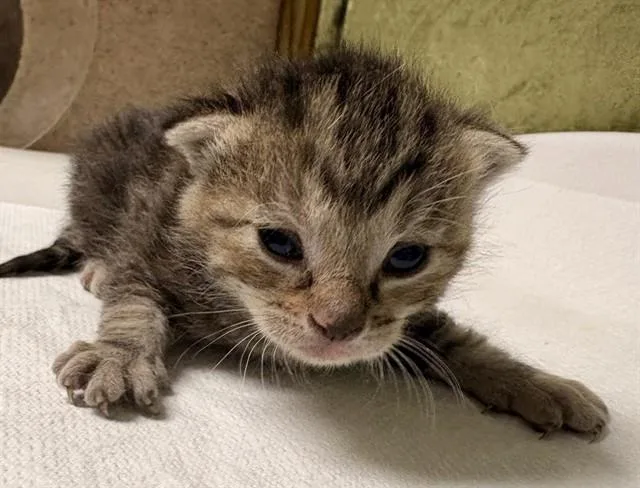 A baby small-sized male Domestic Short Hair cat named Meatloaf for adoption in Riverside, CA