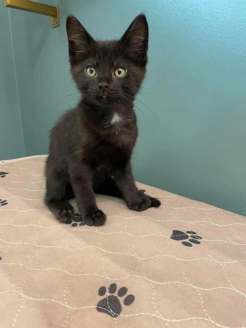 A baby small-sized male Black Domestic Short Hair cat named Cobweb for adoption in Hartville, OH
