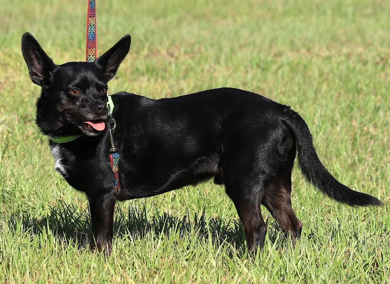 A young small-sized male Hound dog named Jasper for adoption in North Fort Myers, FL