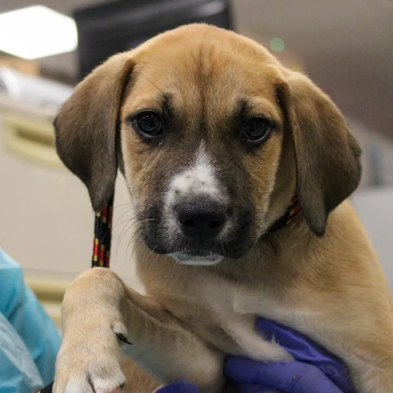 A baby medium-sized male Black Shepherd dog named Cocoa Puff for adoption in South Elgin, IL