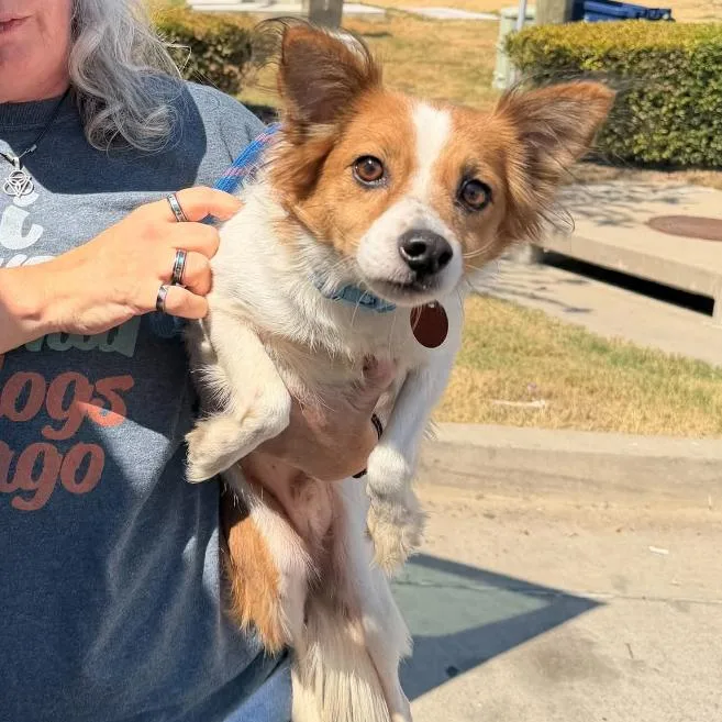 An adult small-sized male Brown / Chocolate Papillon dog named Biscuit for adoption in Rockville, MD