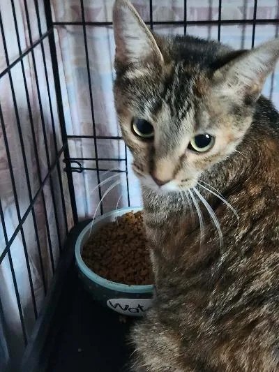 A young medium-sized female Tortoiseshell Domestic Short Hair cat named Dorie the Tortie for adoption in Mokena, IL