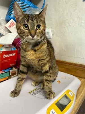 Dorie the Tortie thumbnail 2