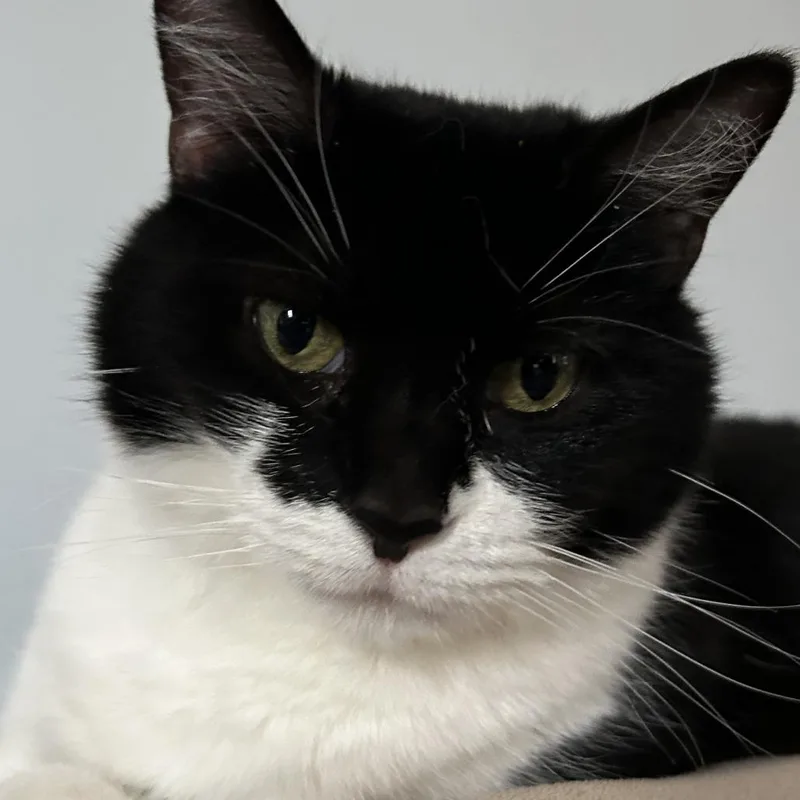 A senior large-sized female Black Domestic Short Hair cat named Valerie for adoption in Evanston, IL