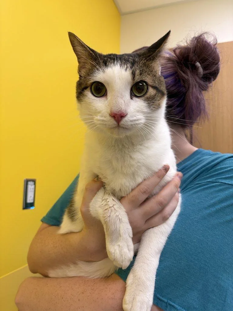A young large-sized male White Domestic Short Hair cat named Mochi for adoption in Raleigh, NC