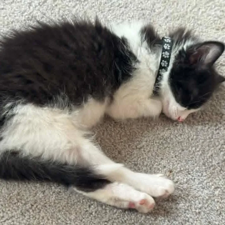 A baby medium-sized male Black & White / Tuxedo Domestic Medium Hair cat named Poseidon for adoption in Kentwood, MI