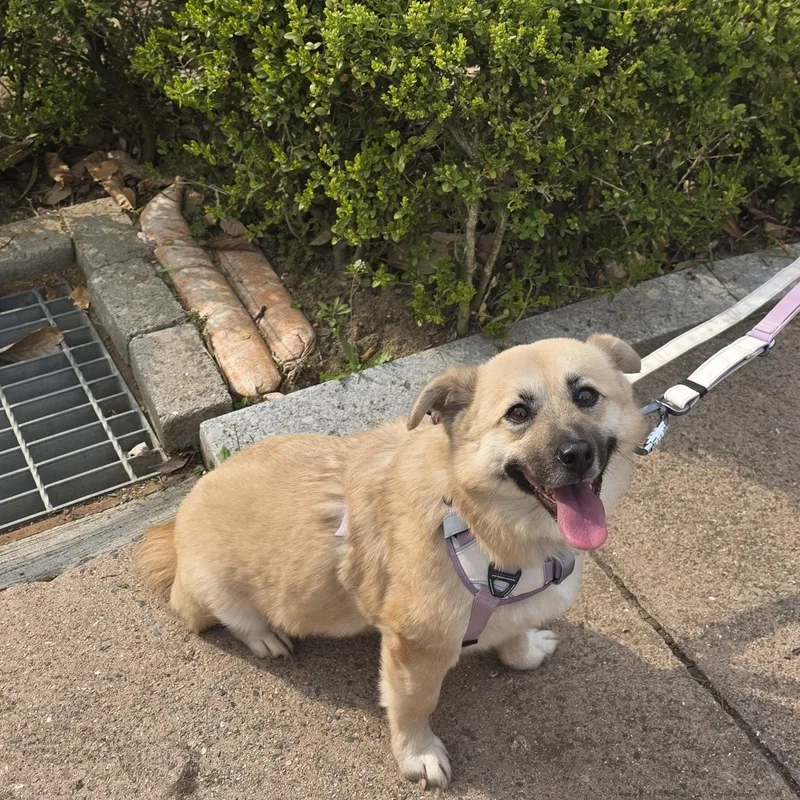 A young small-sized female Shiba Inu dog named Udon for adoption in DANVERS, MA