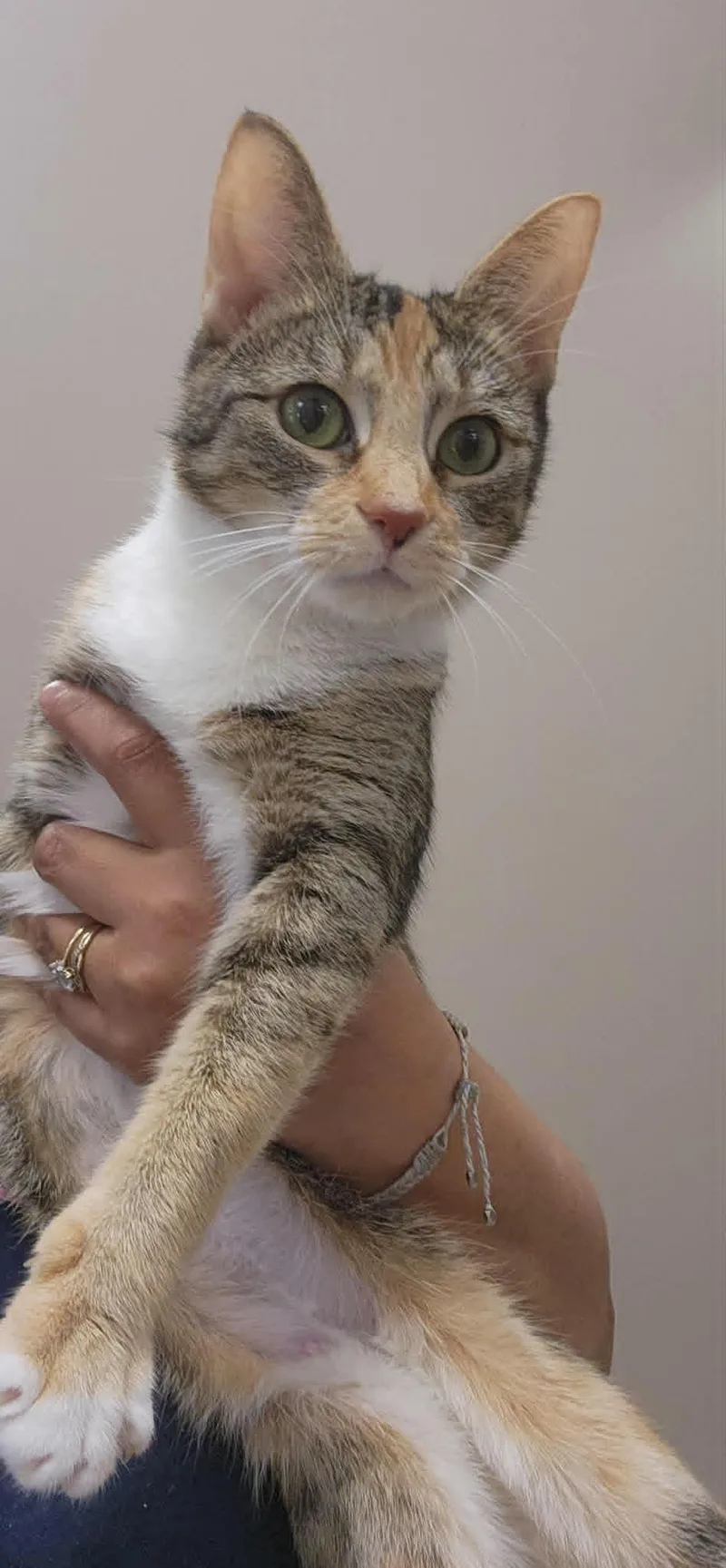 An adult medium-sized female Tabby (Brown / Chocolate) Domestic Short Hair cat named Layla for adoption in Chambersburg, PA