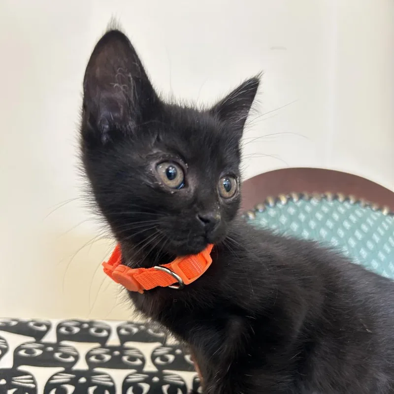 A baby small-sized female Black Domestic Short Hair cat named Onion for adoption in Park City, UT