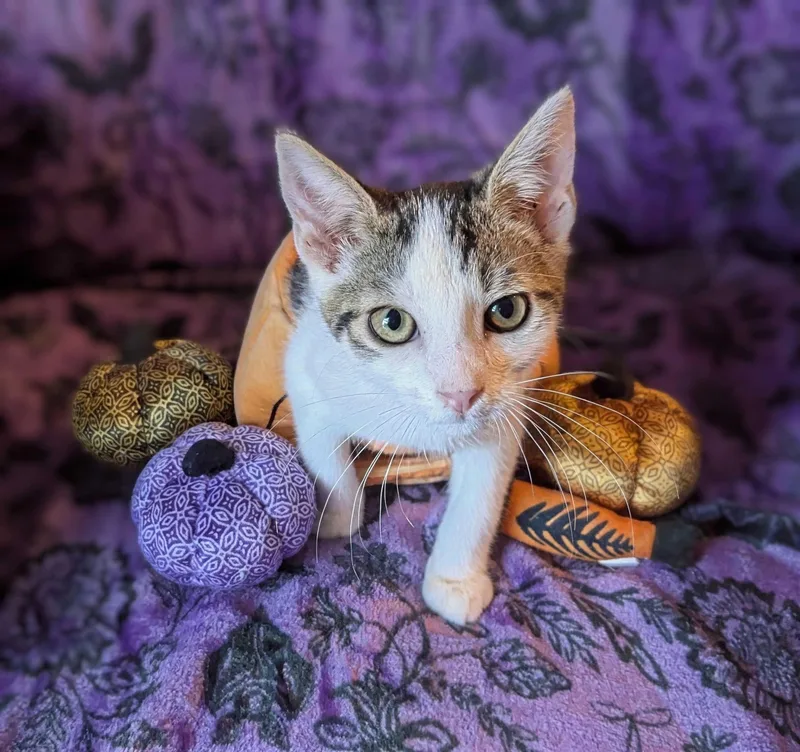 A baby small-sized male Tabby (Brown / Chocolate) Domestic Short Hair cat named Phineas for adoption in Seven Valleys, PA