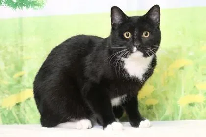 An adult medium-sized male Domestic Short Hair cat named Maxo for adoption in West Chester, PA