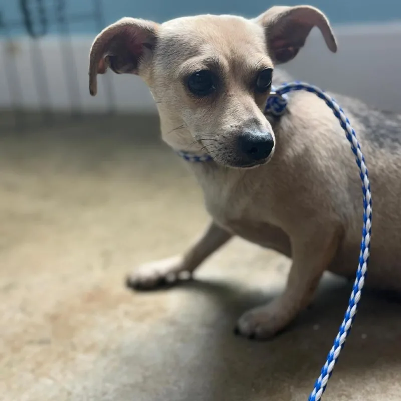 An adult small-sized female Yellow / Tan / Blond / Fawn Chihuahua dog named Peebles for adoption in Fredericksburg, TX