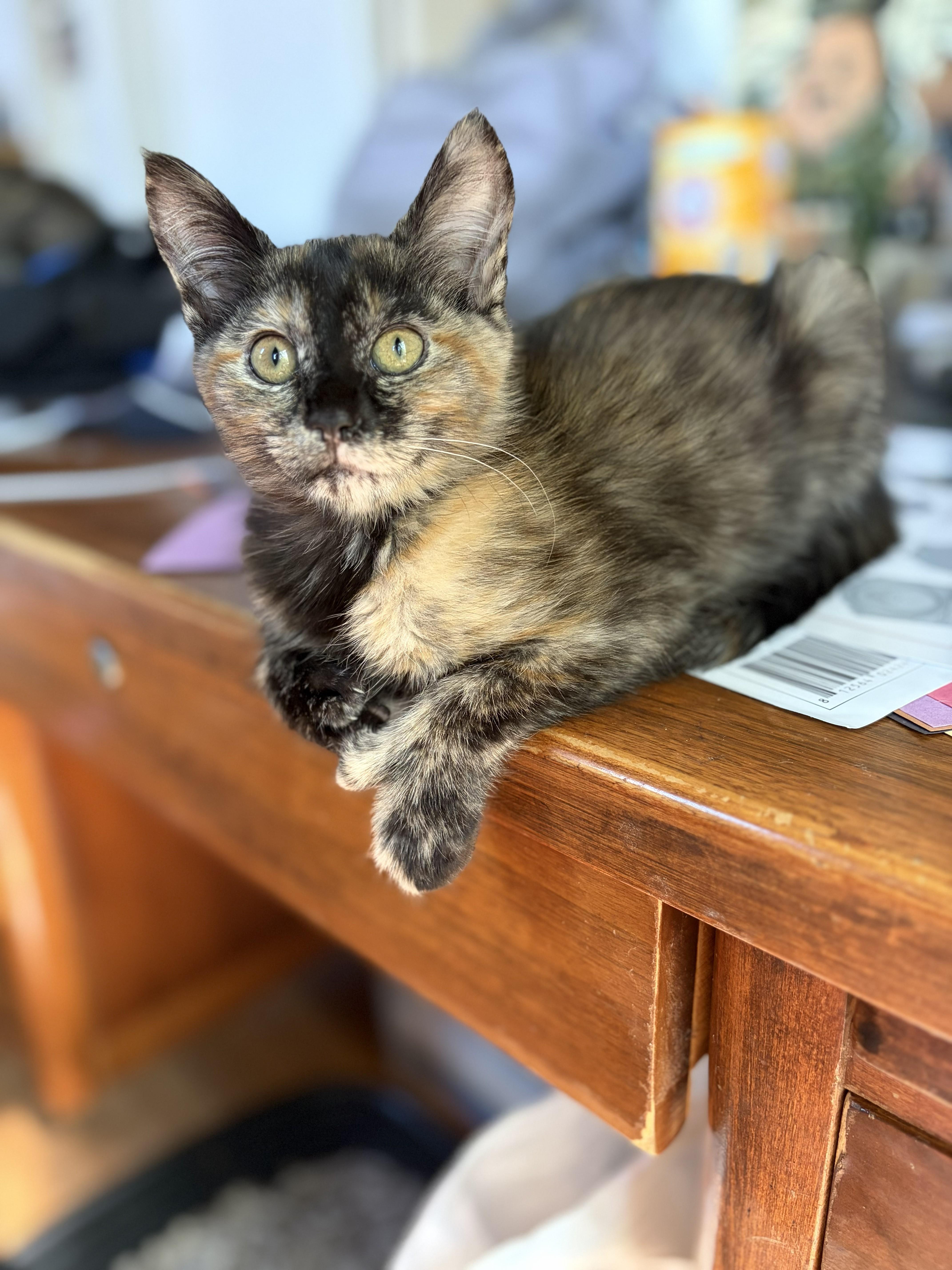 A baby small-sized female Tabby (Brown / Chocolate) Domestic Short Hair cat named Poppy for adoption in Missoula, MT