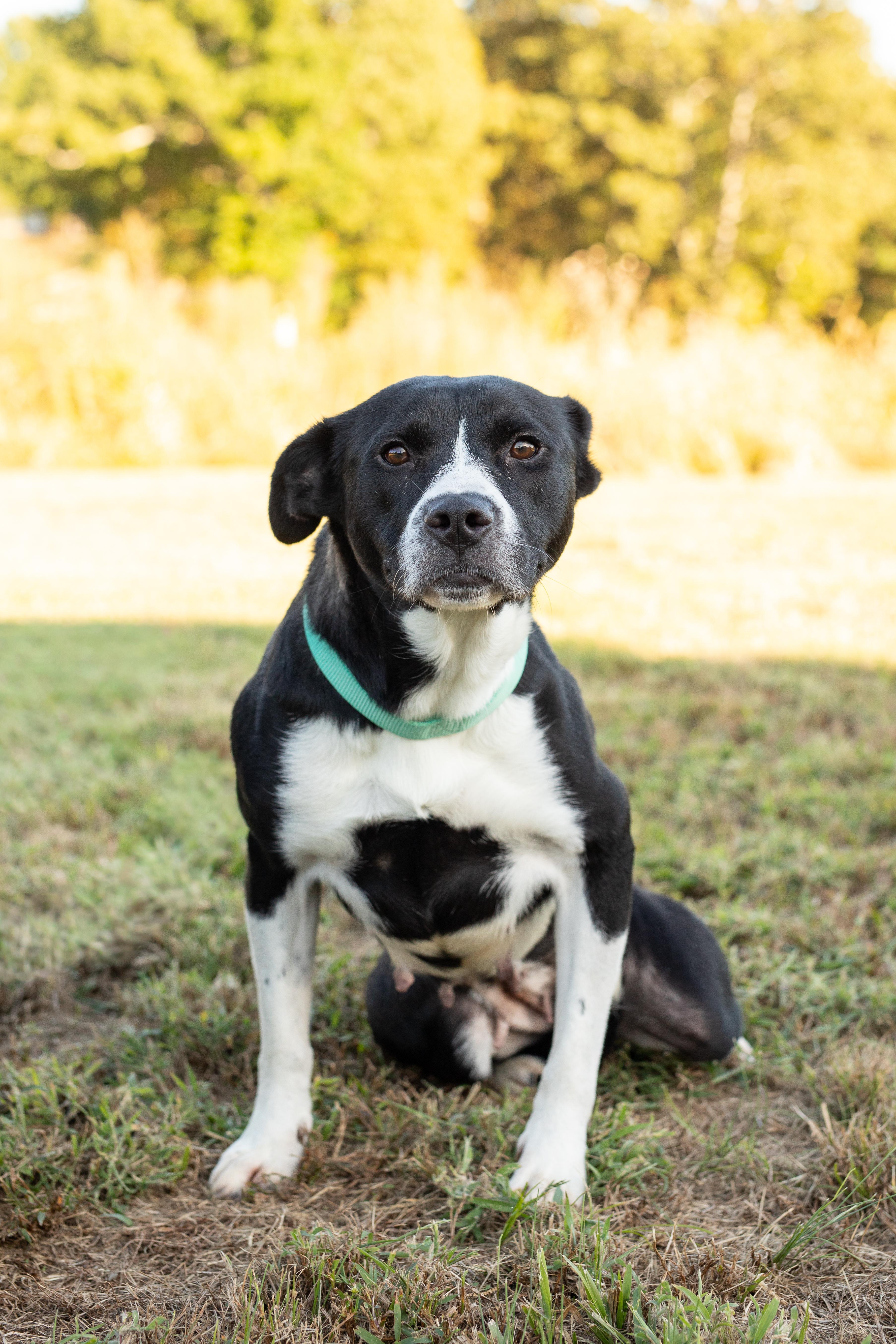 A young medium-sized female Pit Bull Terrier dog named Nora for adoption in Dixon, KY