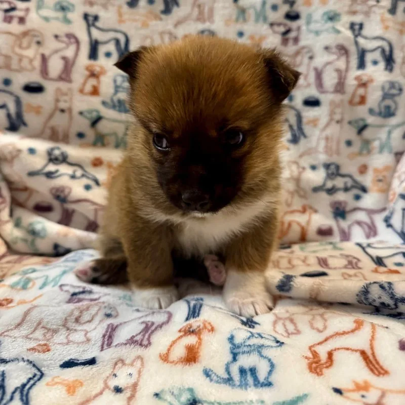 A baby medium-sized female Brown / Chocolate Shepherd dog named Tam for adoption in Tuba City, AZ